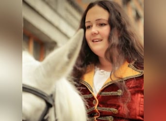 Lipizzan, Hongre, 10 Ans, 160 cm, Pinto