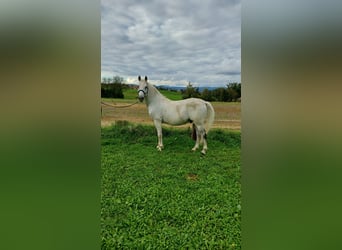 Lipizzan, Hongre, 11 Ans, 155 cm, Gris