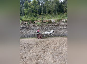 Lipizzan, Hongre, 11 Ans, 160 cm, Blanc