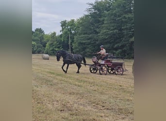 Lipizzan, Hongre, 11 Ans, 160 cm, Rouan Bleu