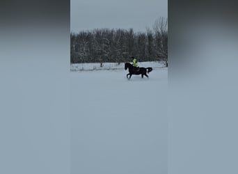 Lipizzan, Hongre, 11 Ans, 160 cm, Rouan Bleu