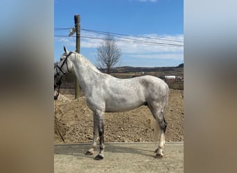 Lipizzan, Hongre, 11 Ans, 165 cm, Gris