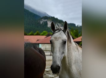 Lipizzan, Hongre, 11 Ans, 170 cm, Gris