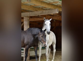 Lipizzan, Hongre, 11 Ans, 170 cm, Gris