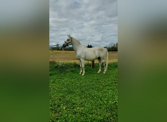 Lipizzan, Hongre, 12 Ans, 155 cm, Gris