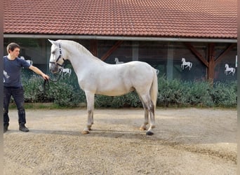 Lipizzan, Hongre, 12 Ans, 155 cm, Gris