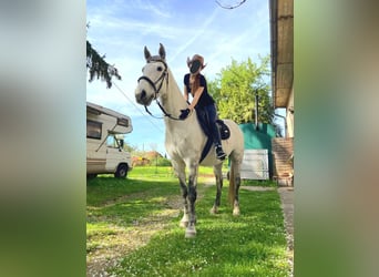 Lipizzan Croisé, Hongre, 12 Ans, 155 cm, Gris