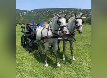 Lipizzan, Hongre, 12 Ans, 156 cm