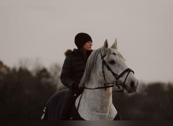 Lipizzan, Hongre, 12 Ans, 158 cm, Gris moucheté