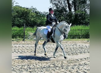 Lipizzan Croisé, Hongre, 12 Ans, 159 cm, Gris pommelé