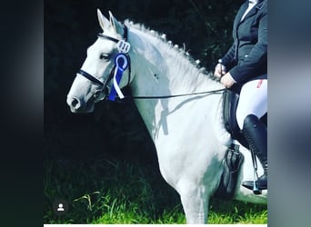 Lipizzan Croisé, Hongre, 12 Ans, 159 cm, Gris pommelé