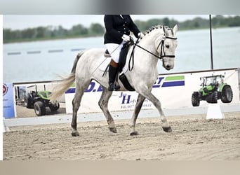 Lipizzan Croisé, Hongre, 12 Ans, 159 cm, Gris pommelé