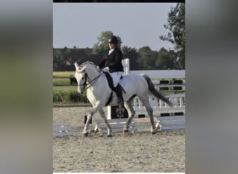 Lipizzan Croisé, Hongre, 12 Ans, 159 cm, Gris pommelé