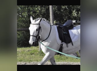 Lipizzan Croisé, Hongre, 12 Ans, 159 cm, Gris pommelé