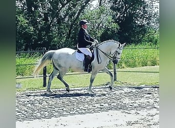 Lipizzan Croisé, Hongre, 12 Ans, 159 cm, Gris pommelé