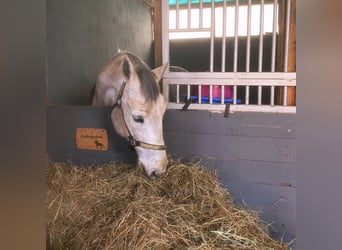 Lipizzan Croisé, Hongre, 12 Ans, 159 cm, Gris pommelé