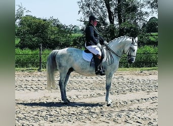 Lipizzan Croisé, Hongre, 12 Ans, 159 cm, Gris pommelé