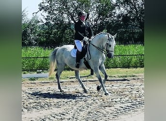 Lipizzan Croisé, Hongre, 12 Ans, 159 cm, Gris pommelé