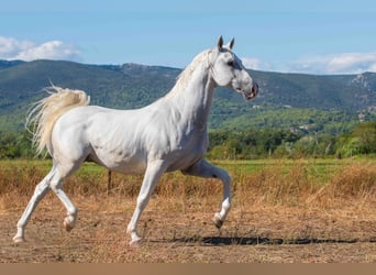 Lipizzan, Hongre, 12 Ans, 160 cm, Blanc