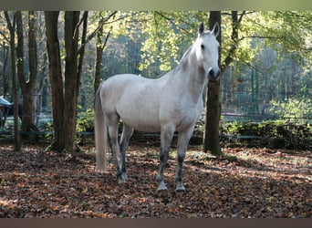 Lipizzan, Hongre, 12 Ans, 160 cm, Gris