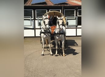 Lipizzan, Hongre, 12 Ans, 164 cm, Gris