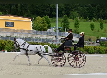 Lipizzan, Hongre, 13 Ans, 155 cm, Gris