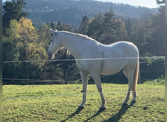 Lipizzan, Hongre, 13 Ans, 158 cm, Gris