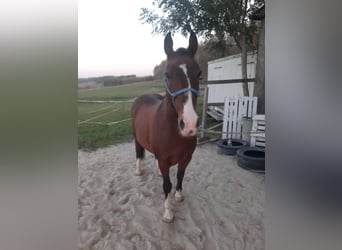 Lipizzan, Hongre, 13 Ans, 160 cm, Bai