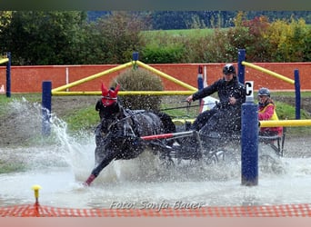 Lipizzan, Hongre, 13 Ans, 160 cm, Noir