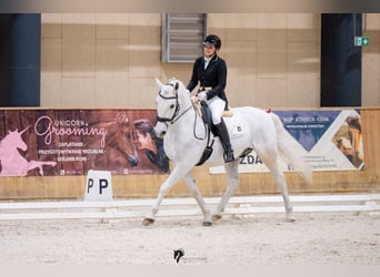 Lipizzan, Hongre, 13 Ans, 161 cm, Gris
