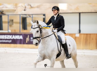 Lipizzan, Hongre, 13 Ans, 161 cm, Gris