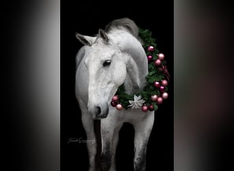 Lipizzan, Hongre, 13 Ans, 163 cm, Gris moucheté
