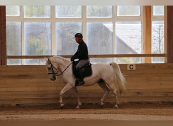 Lipizzan, Hongre, 14 Ans, 155 cm, Gris