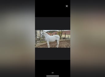 Lipizzan, Hongre, 14 Ans, 156 cm, Blanc