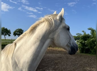 Lipizzan, Hongre, 14 Ans, 162 cm, Gris