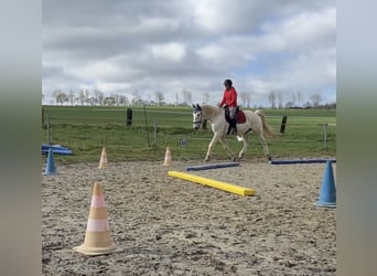 Lipizzan, Hongre, 14 Ans, 162 cm, Gris