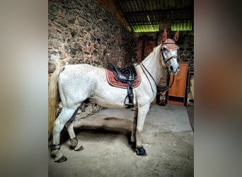 Lipizzan, Hongre, 14 Ans, 162 cm, Rouan bleu