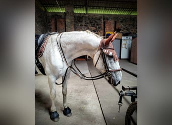 Lipizzan, Hongre, 14 Ans, 162 cm, Rouan bleu