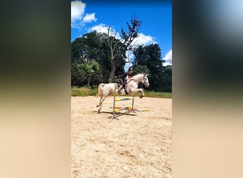 Lipizzan, Hongre, 14 Ans, 162 cm, Rouan bleu