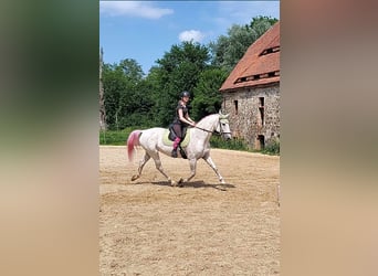 Lipizzan, Hongre, 14 Ans, 162 cm, Rouan bleu