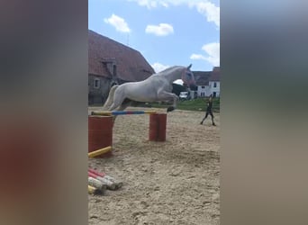 Lipizzan, Hongre, 14 Ans, 162 cm, Rouan bleu