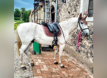 Lipizzan, Hongre, 14 Ans, 162 cm, Rouan bleu