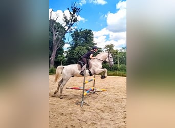 Lipizzan, Hongre, 14 Ans, 162 cm, Rouan bleu