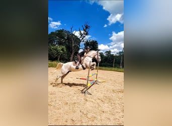 Lipizzan, Hongre, 14 Ans, 162 cm, Rouan bleu