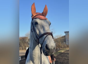 Lipizzan, Hongre, 14 Ans, 170 cm, Gris