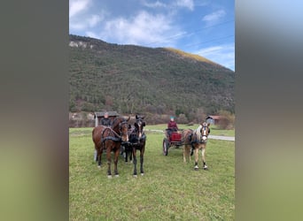 Lipizzan, Hongre, 15 Ans, 158 cm, Bai