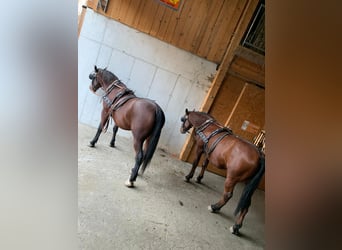 Lipizzan, Hongre, 15 Ans, 158 cm, Bai