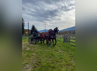 Lipizzan, Hongre, 15 Ans, 158 cm, Bai