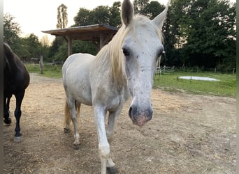 Lipizzan, Hongre, 15 Ans, 167 cm, Blanc