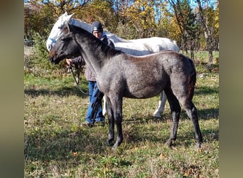 Lipizzan, Hongre, 1 Année, 160 cm, Gris